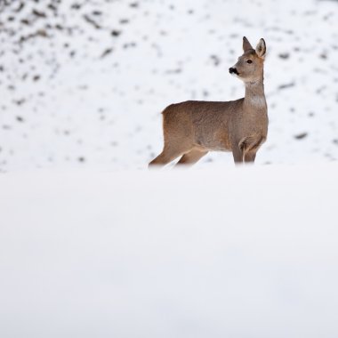 Roebuck (capreolus capreolus) kışın