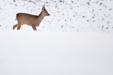 Roebuck (capreolus capreolus) kışın