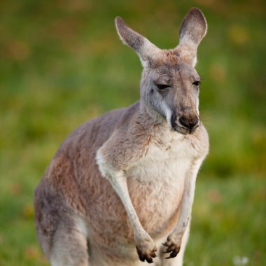 kanguru