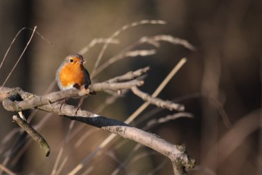 bir dal üzerinde tünemiş Avrupa robin