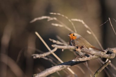 bir dal üzerinde tünemiş Avrupa robin