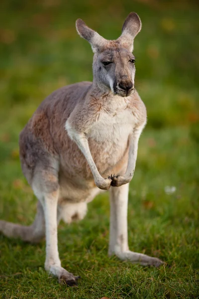 Kanguru — Stok fotoğraf