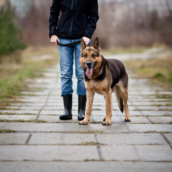 Хозяин и ее послушная собака — стоковое фото