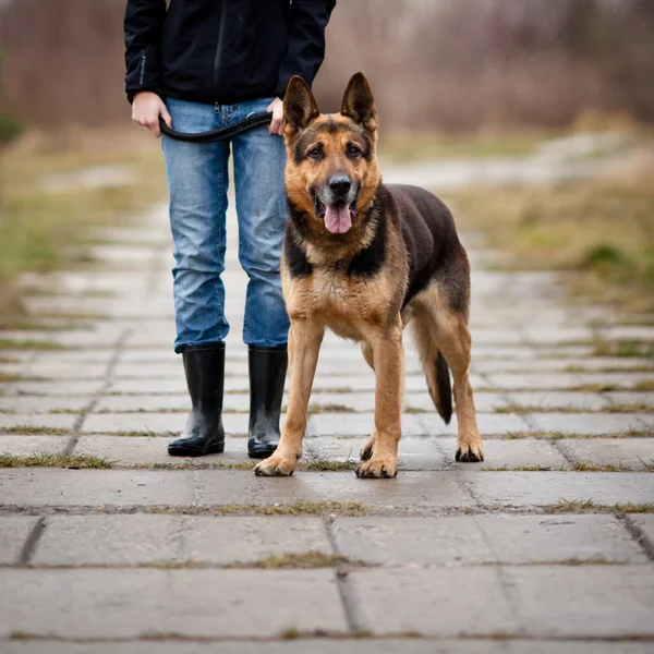 Master and her obedient dog — Stock Photo, Image