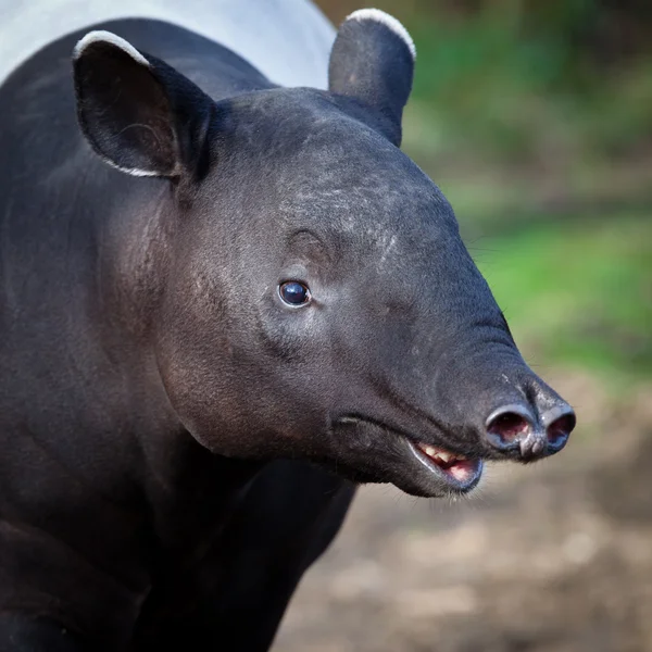 Malayan Tapir, also called Asian Tapir — Stock Photo, Image