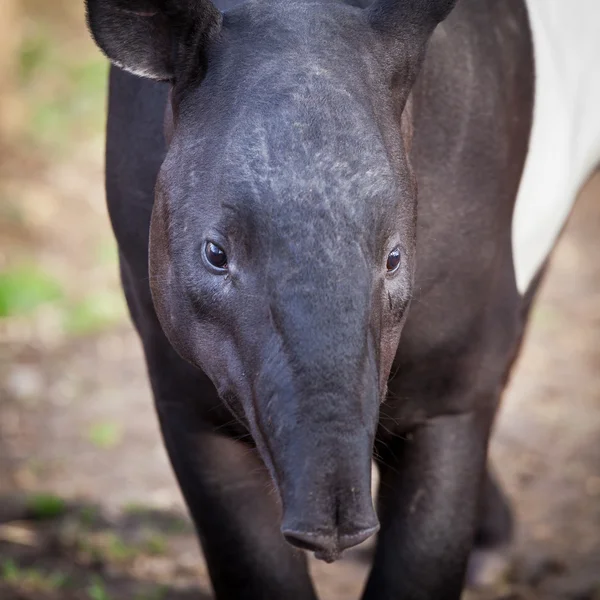 Asya tapiri adı da verilen, Malaya tapiri