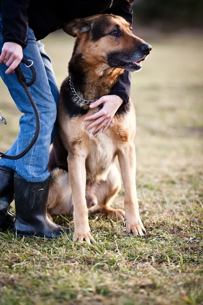 Master and her obedient dog — Stock Photo, Image