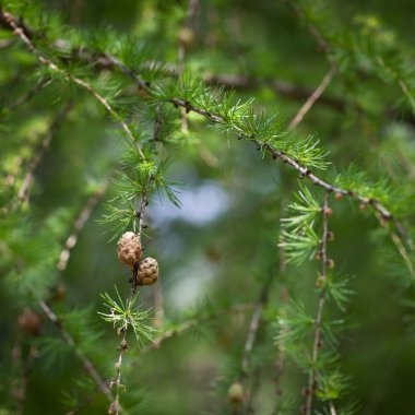 Melez (bitki) yeşil rahatlatıcı: Avrupa larch closeup