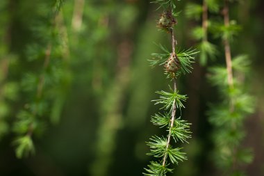 Melez (bitki) yeşil rahatlatıcı: Avrupa larch closeup