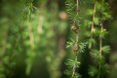 Relaxing larch greenery: closeup of European larch (Larix decidua) foliage with cones (selective focus) stock vector