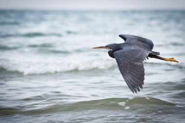 Western Reef Heron (Egretta gularis) clipart