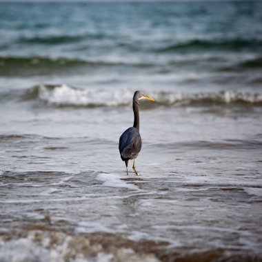 Batı resif balıkçıl (Egretta gularis)