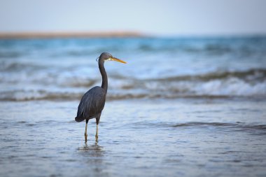 Batı resif balıkçıl (Egretta gularis)