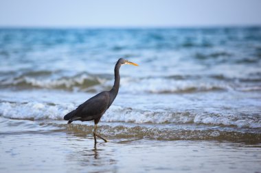 Batı resif balıkçıl (Egretta gularis)