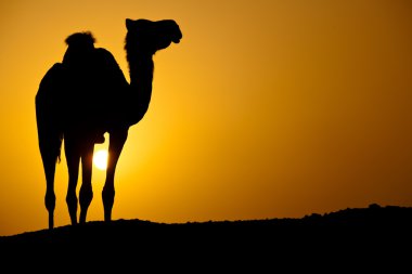 Güneş sıcak bir çölde iniyor: SU'da vahşi bir deve silüeti