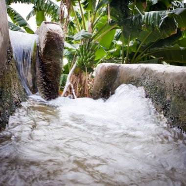 salkım muzu asılı bir muz ağacı (salalah, Umman)