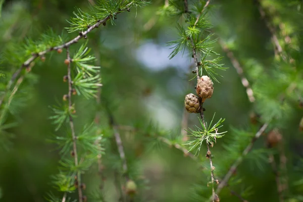 Melez (bitki) yeşil rahatlatıcı: Avrupa larch closeup — Stok fotoğraf