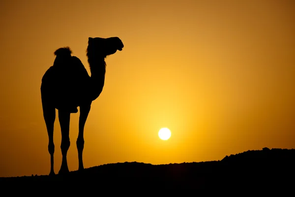 Sole che tramonta in un deserto caldo: silhouette di un cammello selvatico a su — Foto Stock