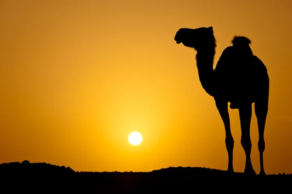 Sun going down in a hot desert: silhouette of a wild camel at su — Stock Photo, Image
