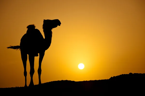 Sun going down in a hot desert: silhouette of a wild camel at su — Stock Photo, Image