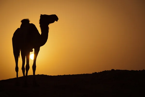 stock image Sun going down in a hot desert: silhouette of a wild camel at su