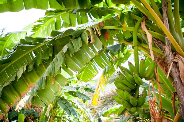 串香蕉吊在一棵香蕉树 (萨拉拉、 阿曼) — 图库照片