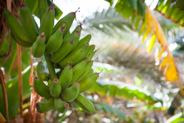 Bando de bananas penduradas em uma bananeira (Salalah, Omã ) — Fotografia de Stock