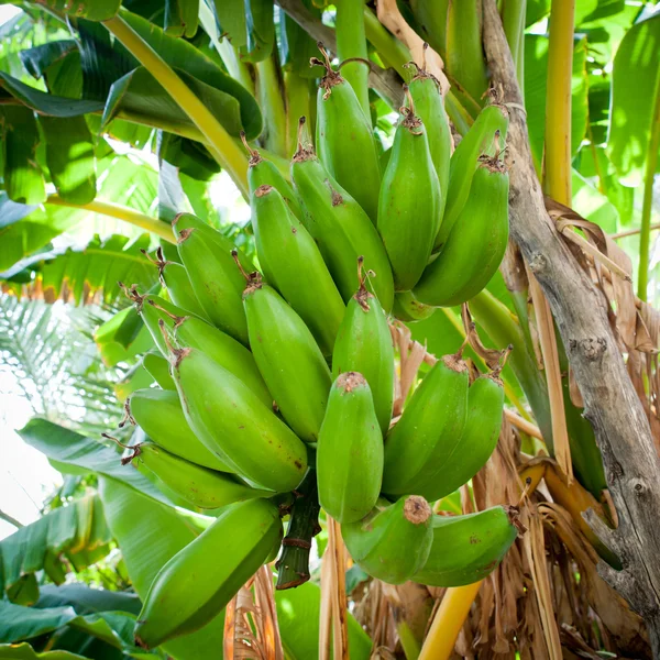 Kilka bananów, wiszące z bananowca (salalah, oman) — Zdjęcie stockowe