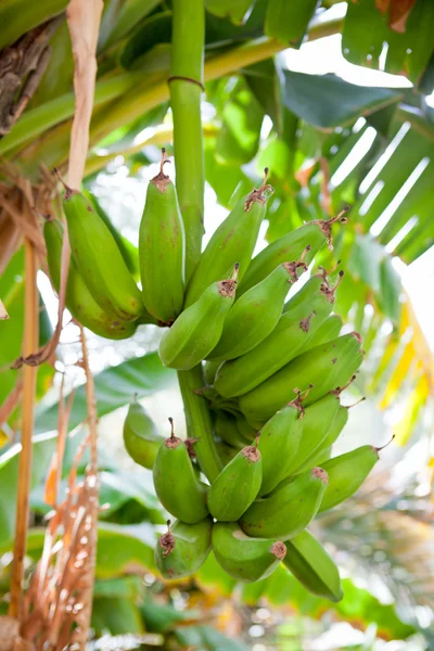 Un mazzo di banane appese a un albero di banane (Salalah, Oman ) — Foto Stock