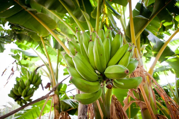 TRS banánů visící z banán strom (salalah, Omán) — Stock fotografie