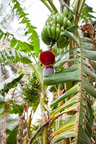 Bando de bananas penduradas em uma bananeira (Salalah, Omã ) — Fotografia de Stock