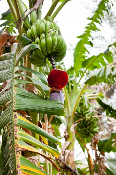 バナナの木 （サラーラ、オマーンからぶら下がっているバナナの束) — ストック写真