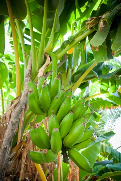 Bando de bananas penduradas em uma bananeira (Salalah, Omã ) — Fotografia de Stock