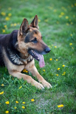 Efendisinin komutu için bekleyen zeki Alman çoban köpek