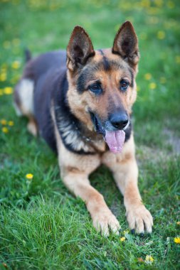 Clever German Shepherd dog waiting for his master's command clipart