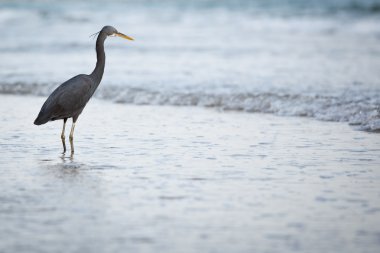 Batı resif balıkçıl (Egretta gularis)