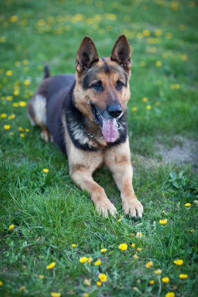 Inteligente perro pastor alemán esperando el mando de su amo — Foto de Stock