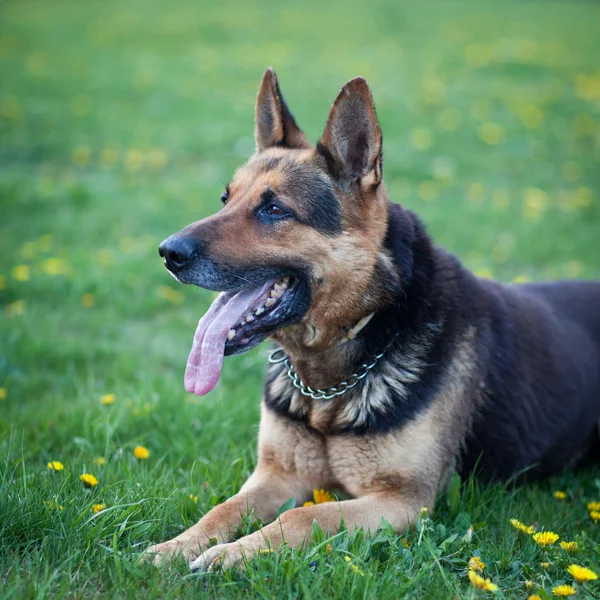 Inteligente perro pastor alemán esperando el mando de su amo — Foto de Stock