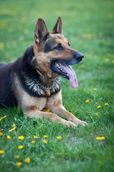 Cão pastor alemão inteligente esperando pelo comando de seu mestre — Fotografia de Stock
