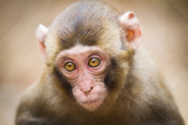 Closeup of a baby Japanese macaque (Macaca fuscata) clipart