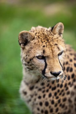 Çita (Acinonyx jubatus)