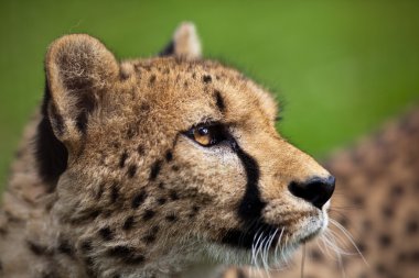 Çita (Acinonyx jubatus)
