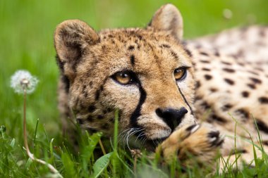 Cheetah (Acinonyx jubatus) clipart