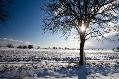 Lovely winter landcape on a sunny winter day clipart