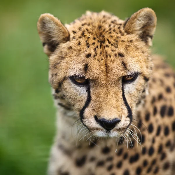 Gepard (Acinonyx jubatus) — Zdjęcie stockowe