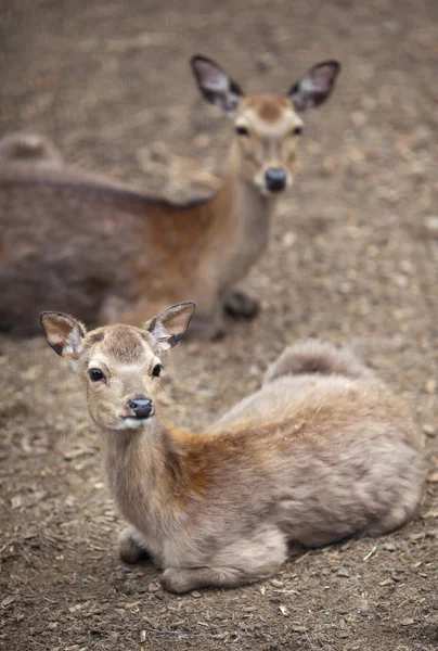Sika deer (lat. Cervus nippon) — Stock Photo, Image