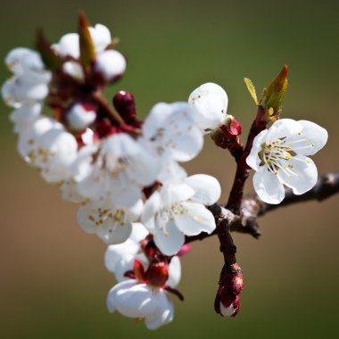 Bahar - çiçek açan elma ağacı güzel yeşil arka planda