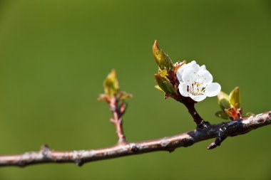 Bahar - çiçek açan elma ağacı güzel yeşil arka planda