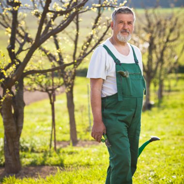 Portrait of a senior gardener in his garden/orchard clipart