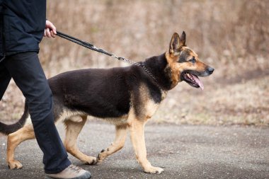 Master ve itaatkâr (Alman kurdu) köpeği